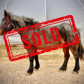 Flicka Left SOLD