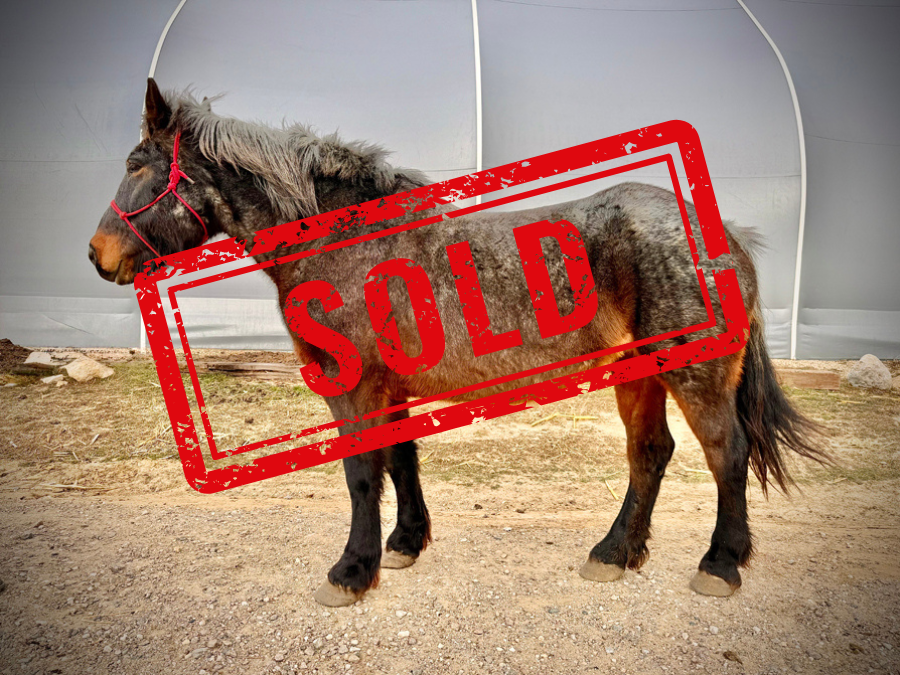 Flicka Left SOLD