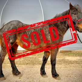 Flicka Right SOLD