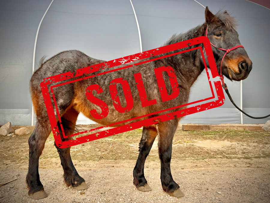 Flicka Right SOLD