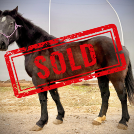Mabel Left SOLD