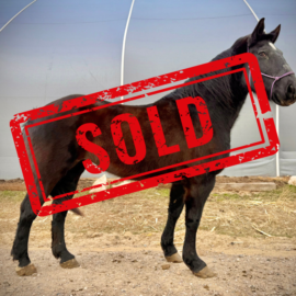 Mabel Right SOLD