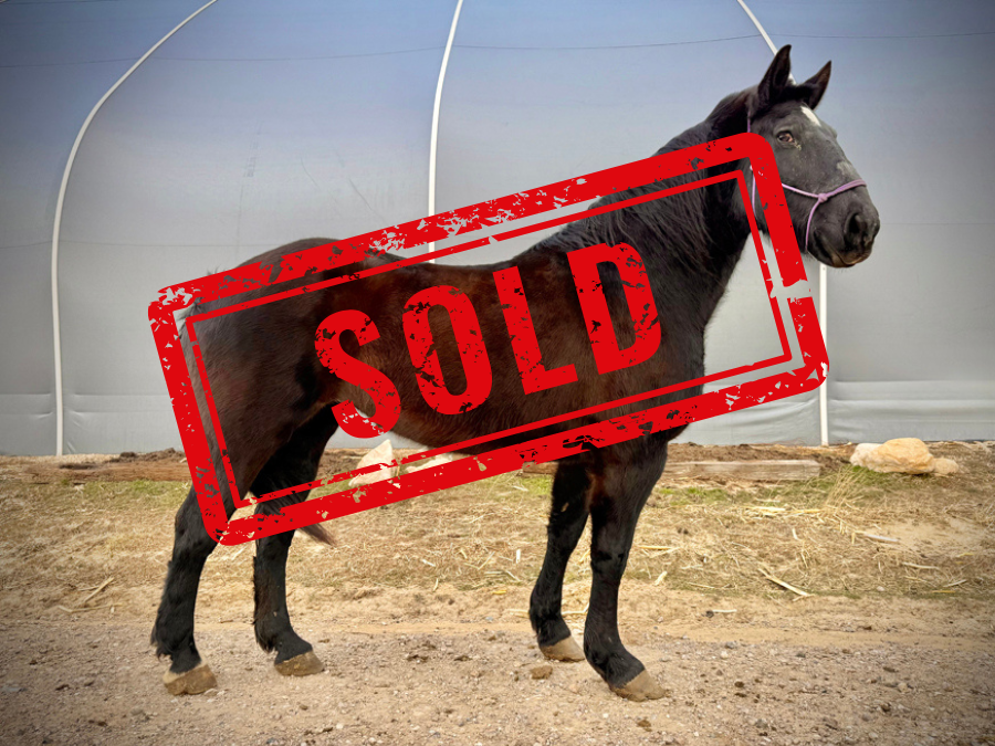 Mabel Right SOLD