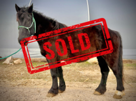 Millie Left SOLD