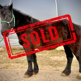 Millie Left SOLD
