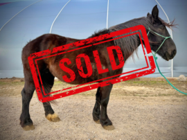 Millie Right SOLD