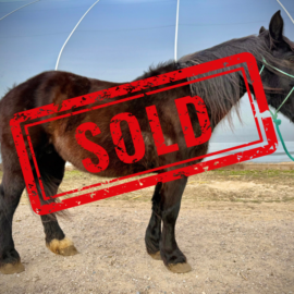 Millie Right SOLD