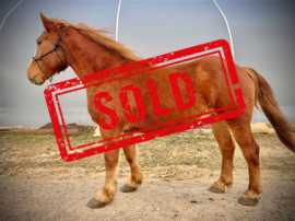Motorcycle Left SOLD