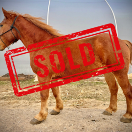 Motorcycle Left SOLD